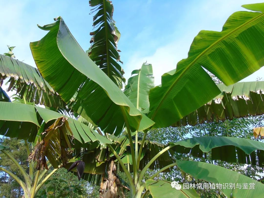 单子叶树木 露兜树科 旅人蕉科 芭蕉科 百合科 菝葜科 园林植物设计鉴赏 微信公众号文章阅读 Wemp