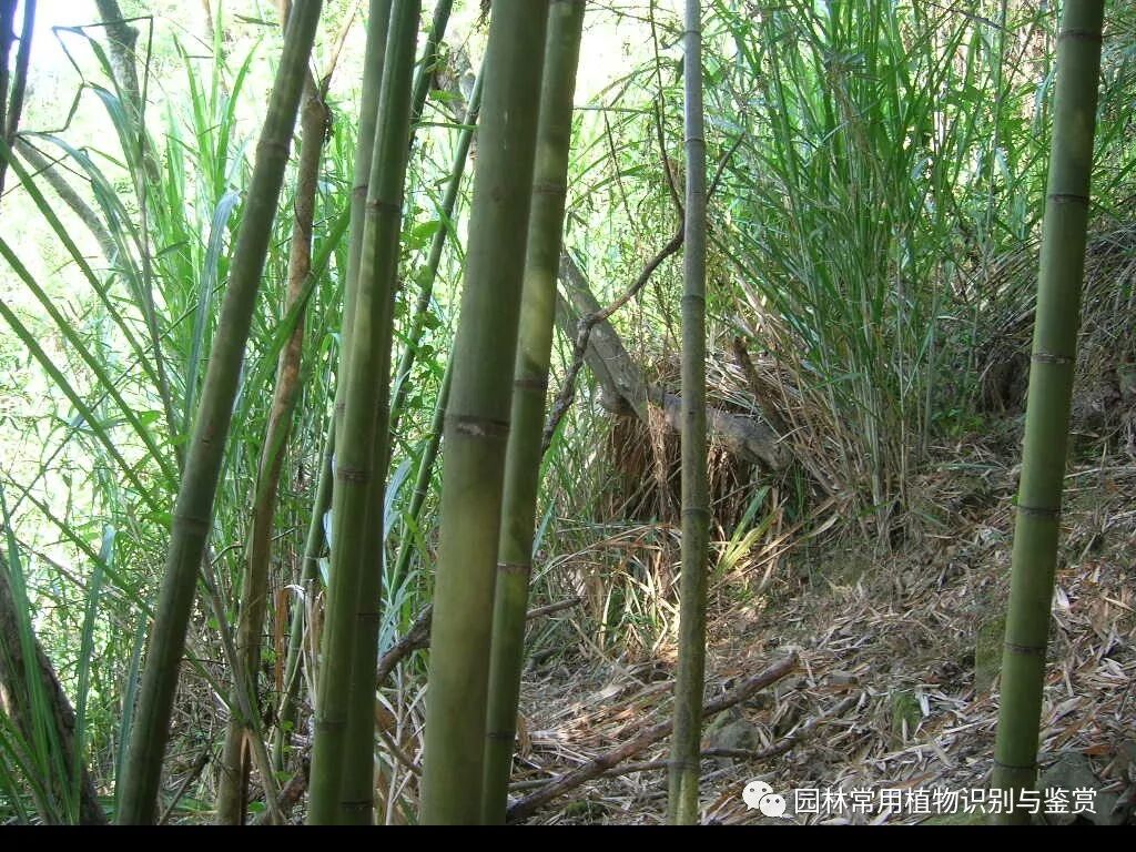 26种竹类植物 园林植物设计鉴赏 微信公众号文章阅读 Wemp