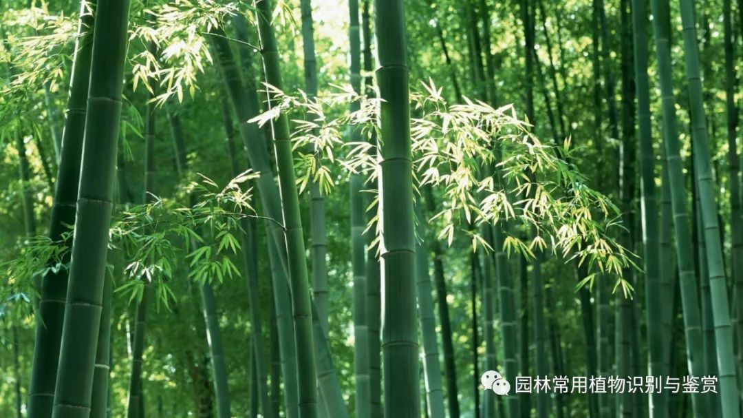 26种竹类植物 园林植物设计鉴赏 微信公众号文章阅读 Wemp