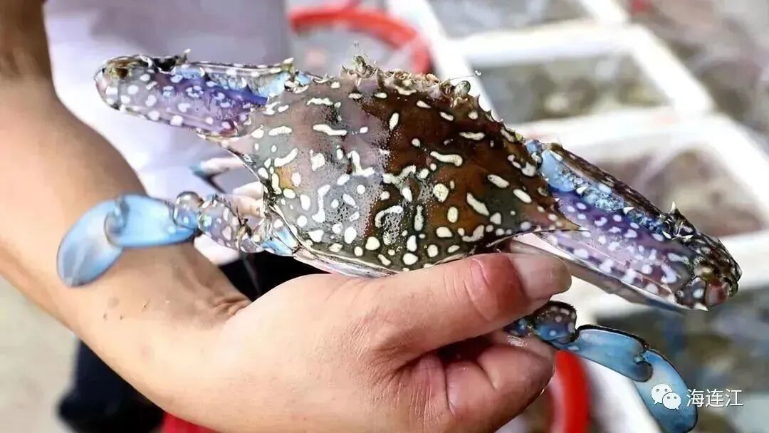 今天，他们与连江一见倾心！