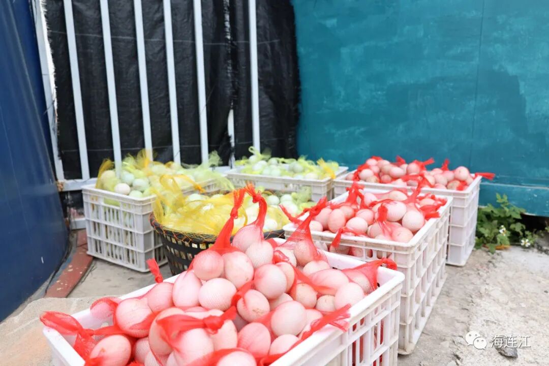 厉害！连江这里的“嘎星人”能产“金蛋”！