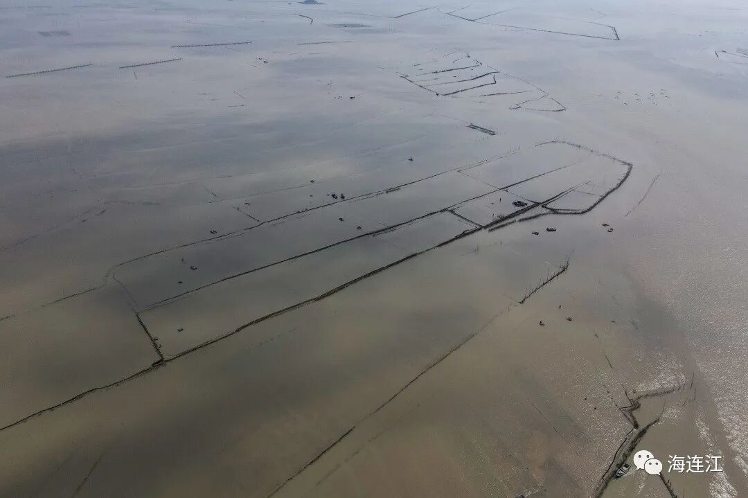 壮观！连江这里种上千亩“金豆”！