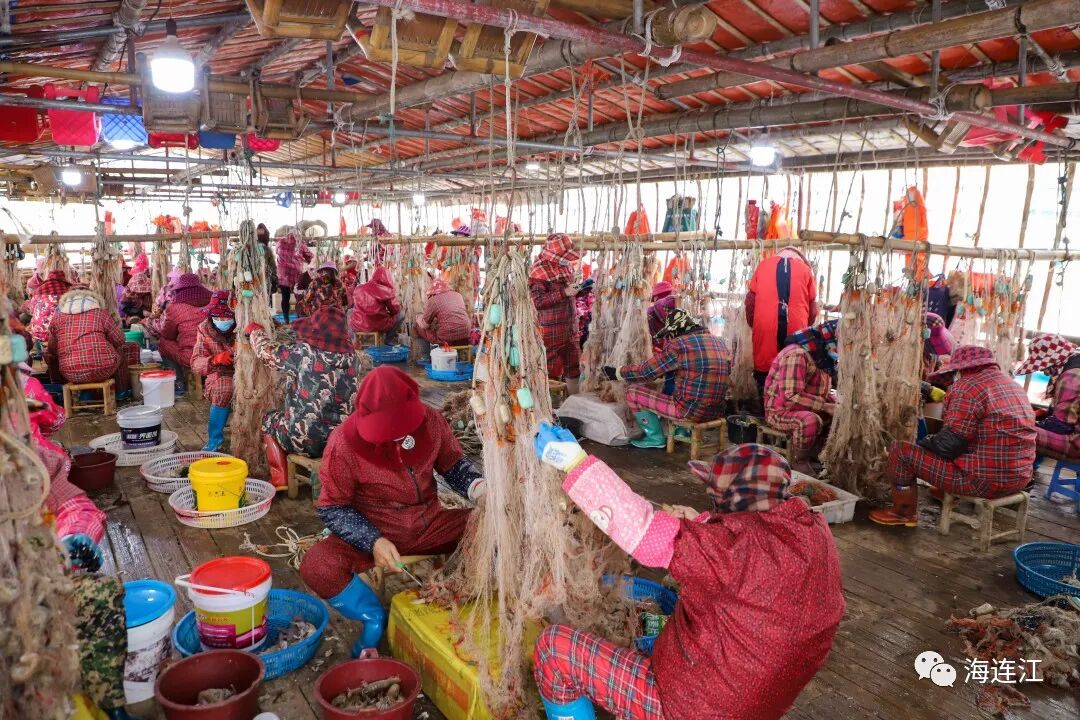 肉满膏肥！连江虾蛄大量上市！