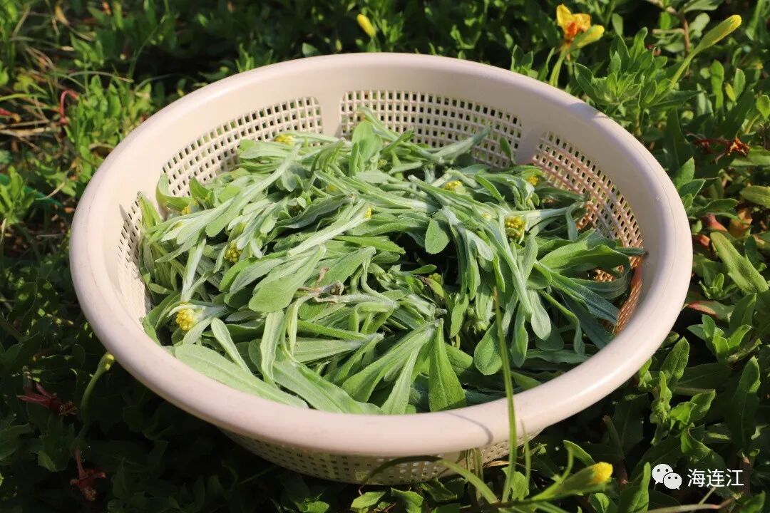 来了！连江的“第一口春天”！
