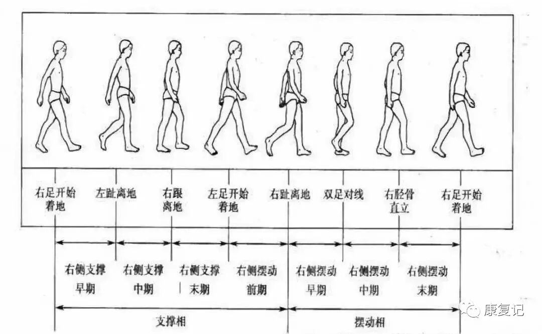 步态分析上曲线怎么解读康复知识点总结第47期——步态分析_https://www.jmylbn.com_新闻资讯_第2张