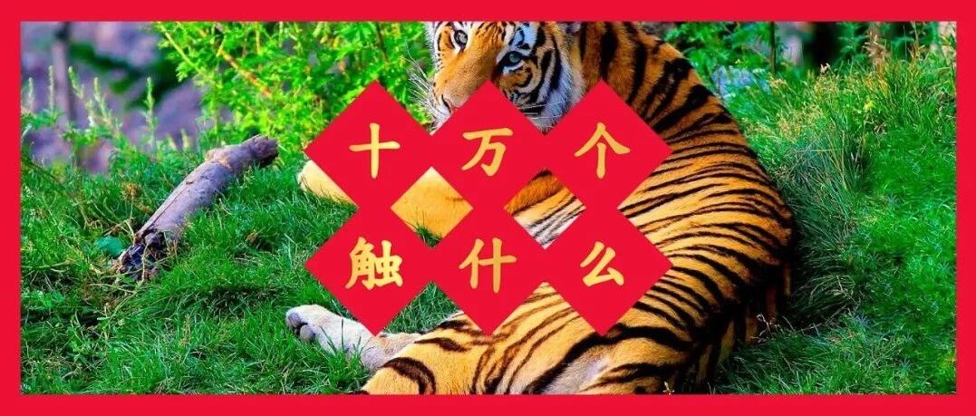 今年春节，你都玩了啥？丨问爆触乐