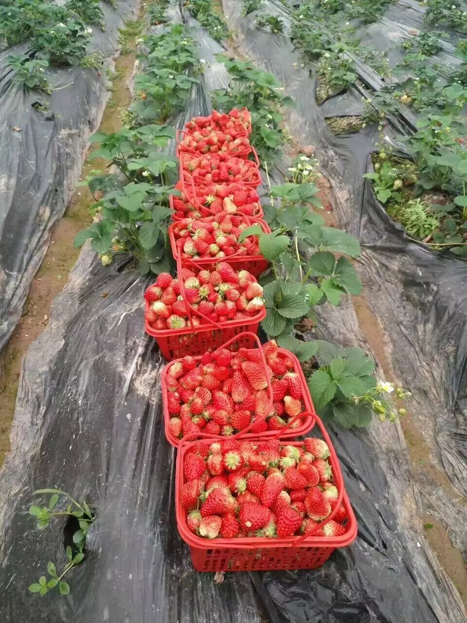 宜宾10大草莓采摘基地,2017最新采摘攻略,走起!