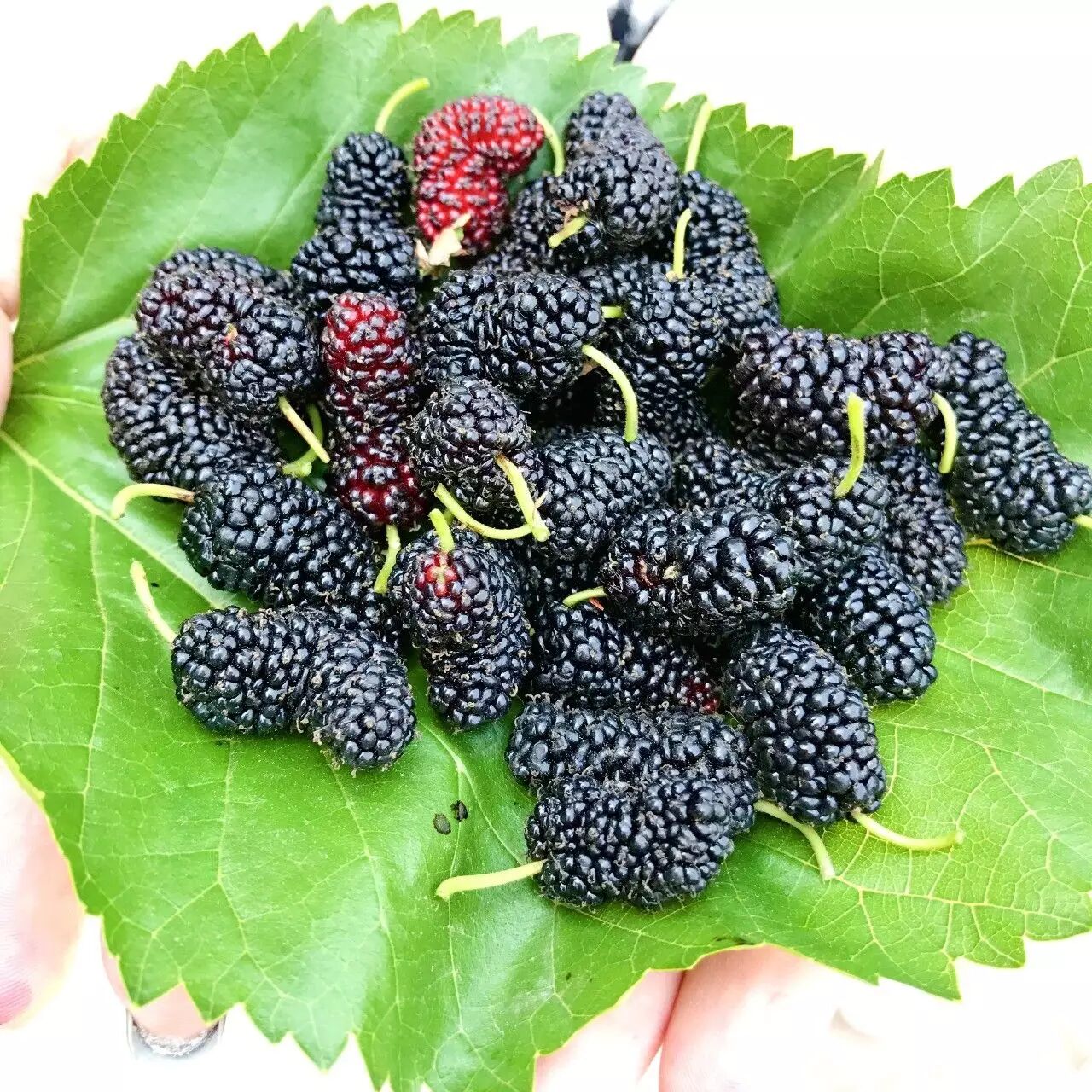 小编表示已经很多年没有吃过桑葚了,好像已经成为童年记忆了,这次