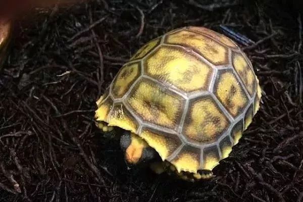 紅腿陸龜的飼養從入門到繁殖