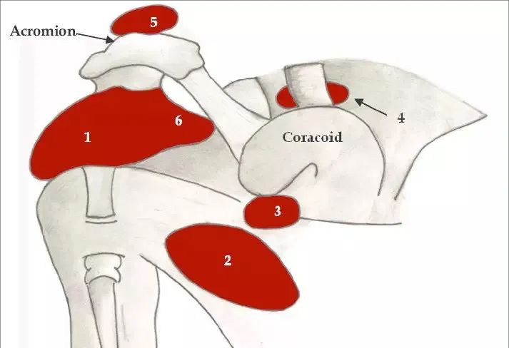 肩关节磁共振（MRI）经典解剖