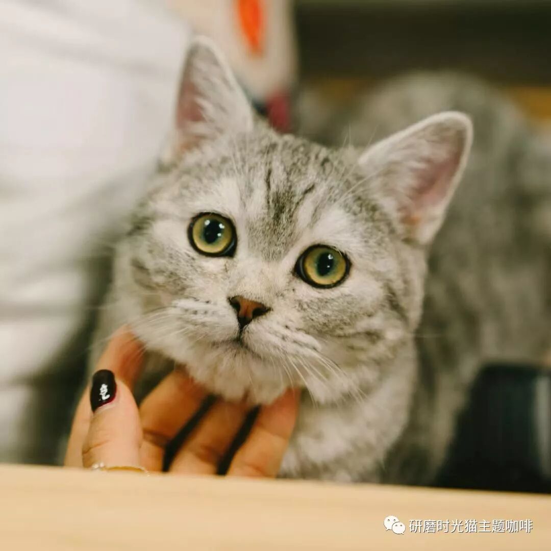 研磨时光猫咖首次lolita聚会 研磨时光猫主题咖啡 微信公众号文章阅读 Wemp