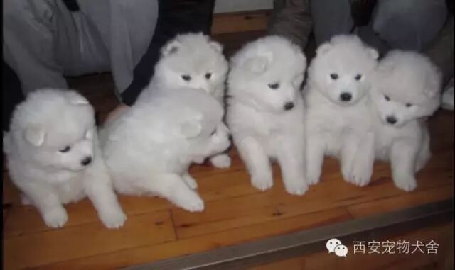 郑州出售纯种家养宠物狗狗澳版熊版萨摩耶犬活体幼犬出售大白熊犬 西安宠物犬舍 微信公众号文章阅读 Wemp