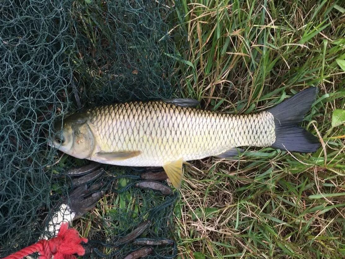 【热水鱼效果】嘉鱼县海大混养草鱼客户集体出热水鱼,客户饲料搭配好,