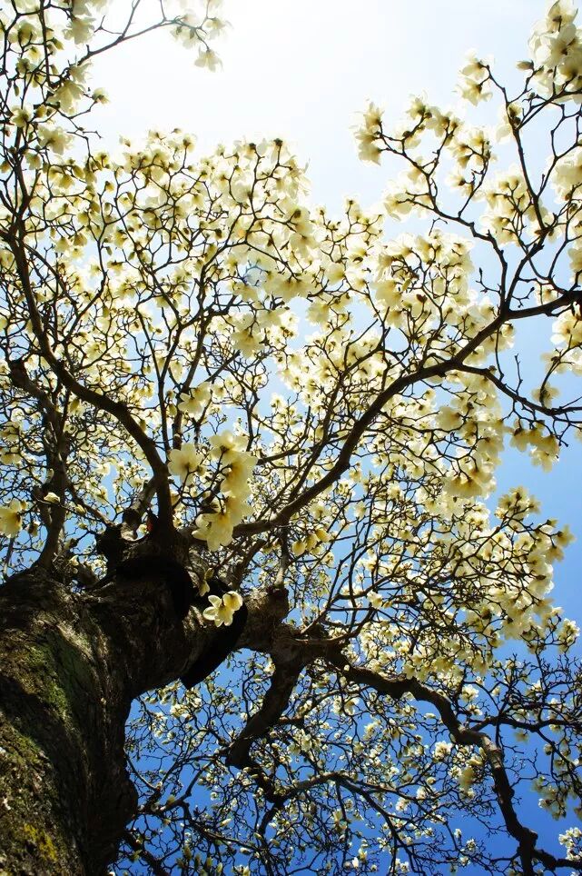 江北玉兰王领衔小编带您看遍烟台的玉兰花