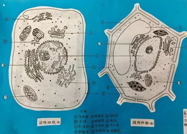 太驚豔 高中生手繪動植物細胞 看完覺得不會畫畫就沒法學生物 升學寶 微文庫