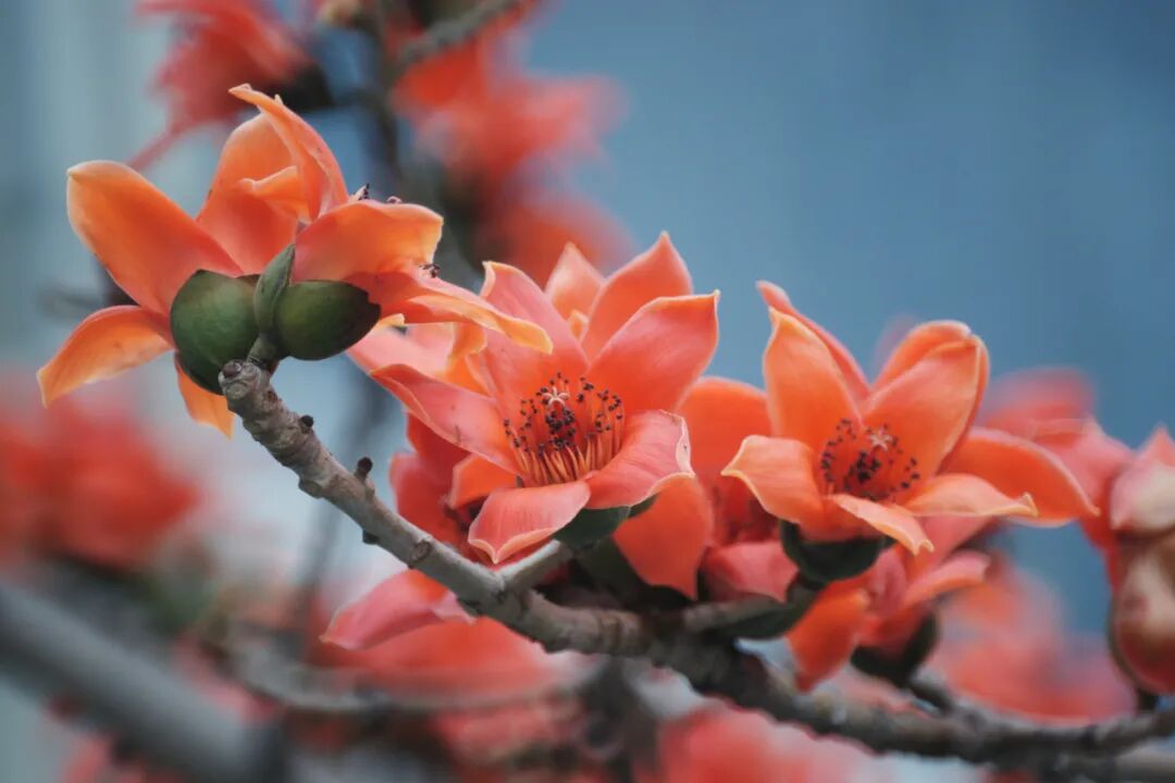 攀枝花花是一座城