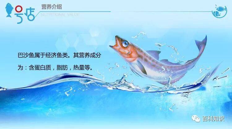 转 龙利鱼和巴沙鱼的区别 黄金时代 新浪博客