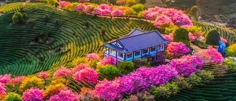 特色线路、百场活动...福建文旅邀您“春游去”