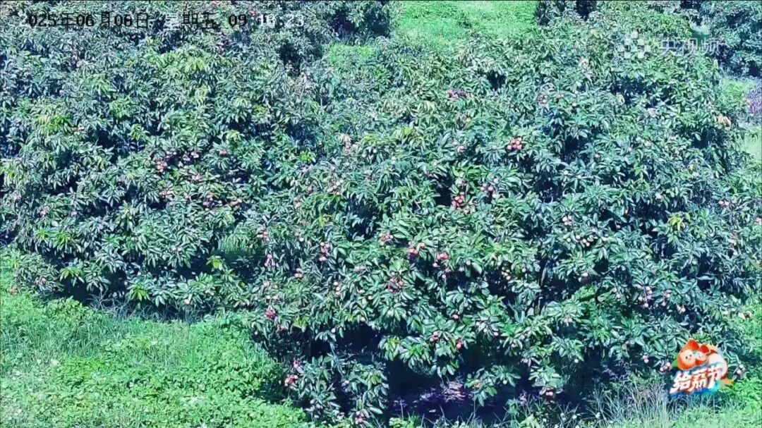 广东荔枝陆续成熟