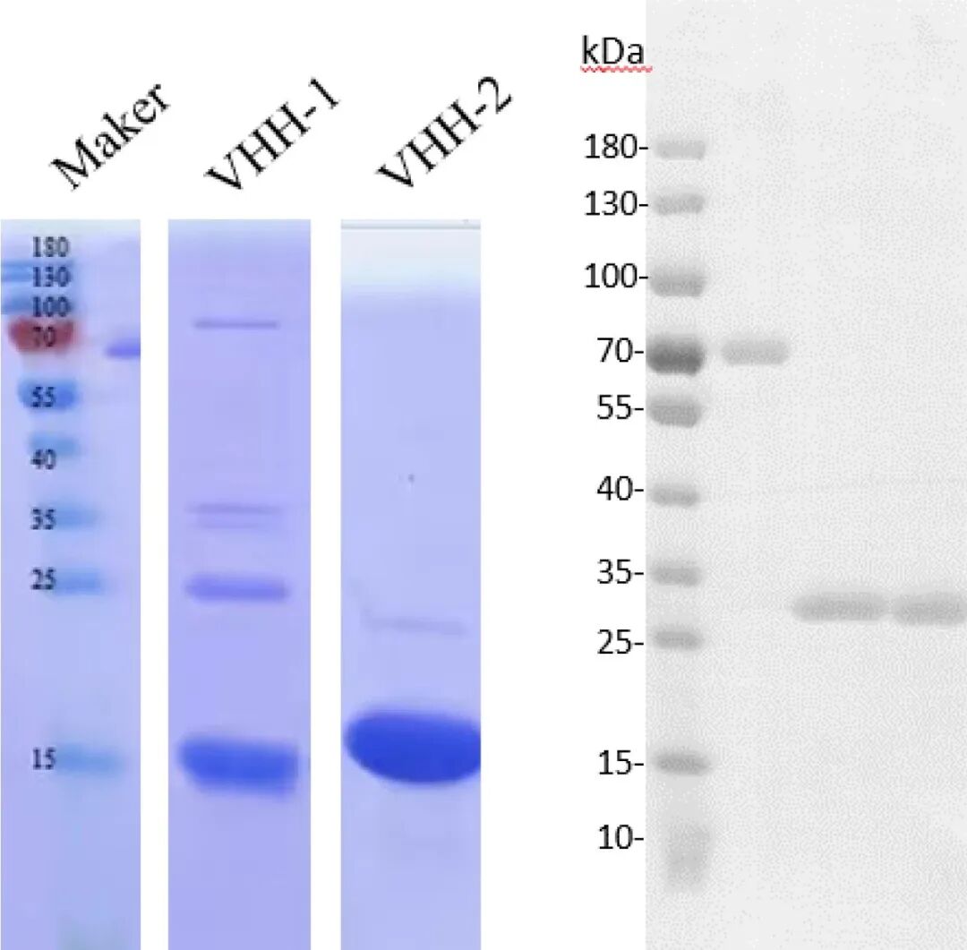 抗体快速发现—基于CFPS的高通量抗体筛选方案