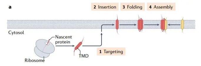 膜蛋白表達(dá)“哪家