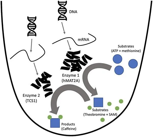 酶制剂“黑科技