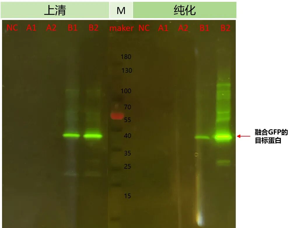 CFPS攻無不克 膜蛋白難題迎刃而解