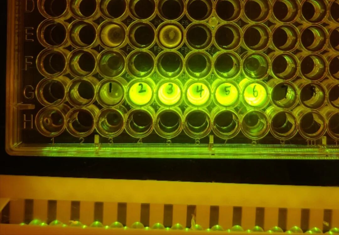 珀羅汀生物 “無細胞蛋白表達 Workshop 