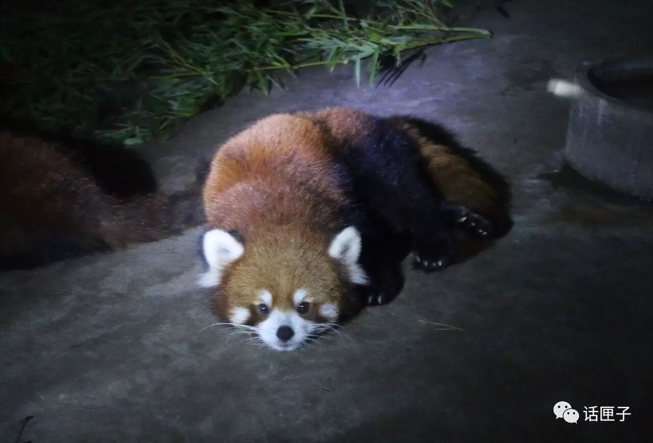 动物们注意近期上海动物园有两脚兽夜间出没