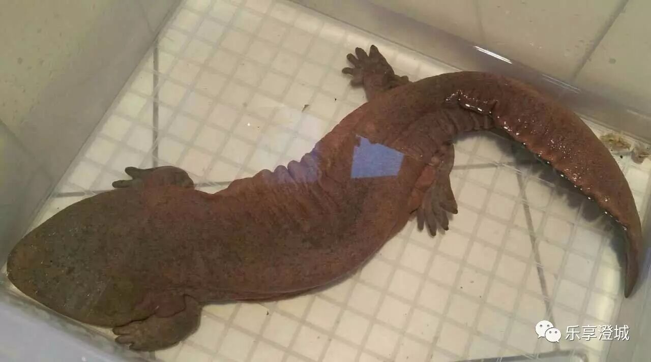 【每周一菜】红烧娃娃鱼