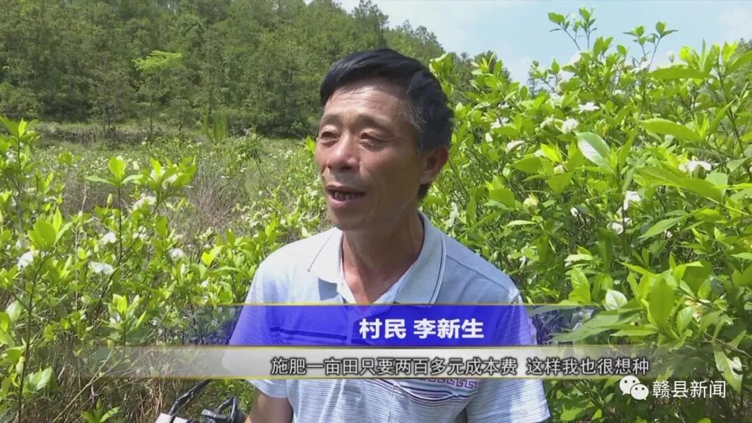 种植药材创业项目_中药材脱贫_种植中药材脱贫致富