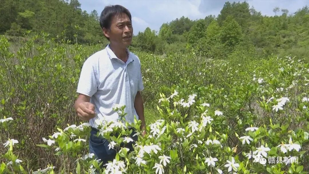 种植中药材脱贫致富_中药材脱贫_种植药材创业项目