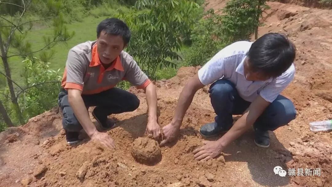 种植中药材脱贫致富_中药材脱贫_种植药材创业项目