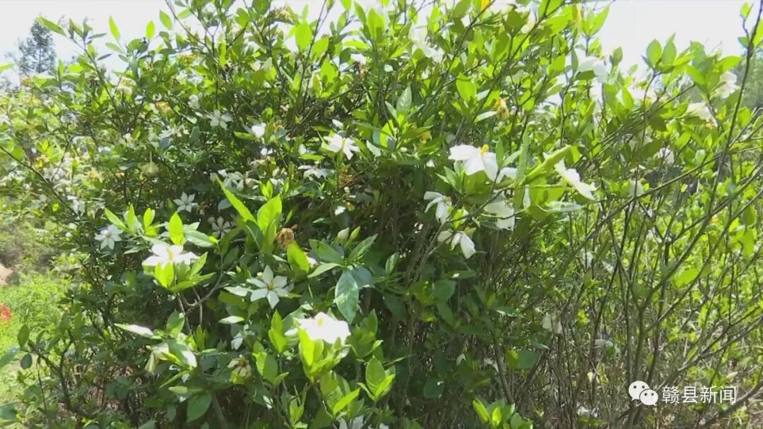中药材脱贫_种植药材创业项目_种植中药材脱贫致富
