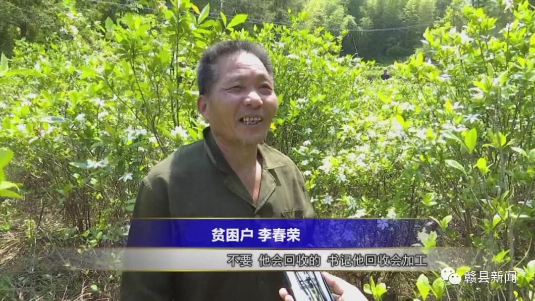 种植中药材脱贫致富_中药材脱贫_种植药材创业项目