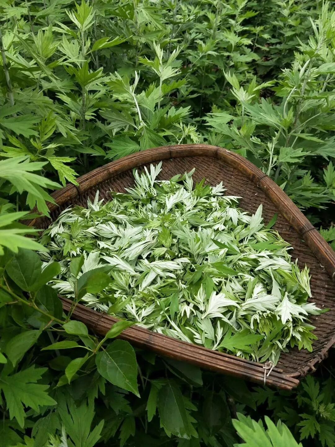 高血压艾叶茶是没有副作用的降压剂