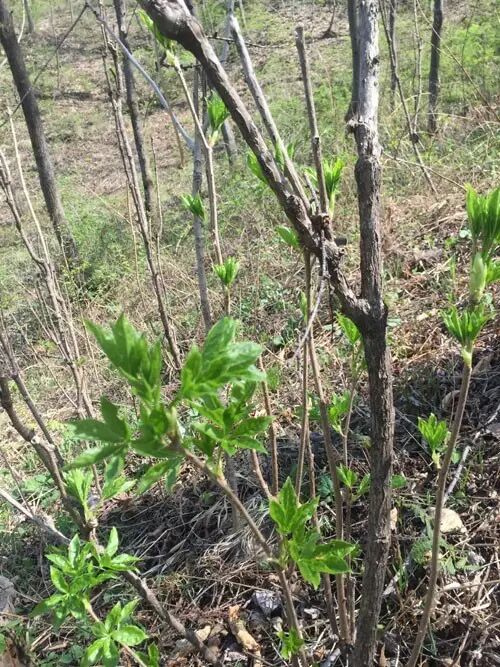 "刺果棒,刺五加",同样有它独特的味道,一般只采它的茎来食用.