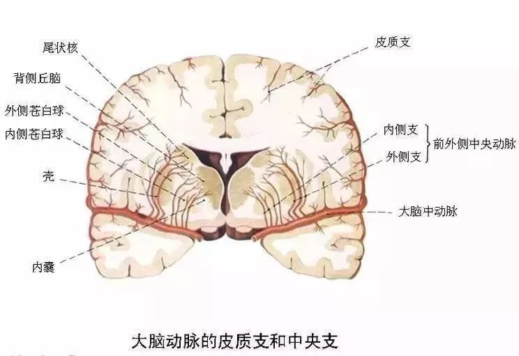 各種剖面圖海馬和穹窿基底核腦島小腦皮質結構神經分佈圖人腦區域圖磁