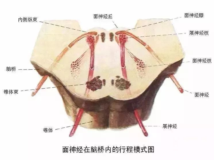 各種剖面圖海馬和穹窿基底核腦島小腦皮質結構神經分佈圖人腦區域圖磁