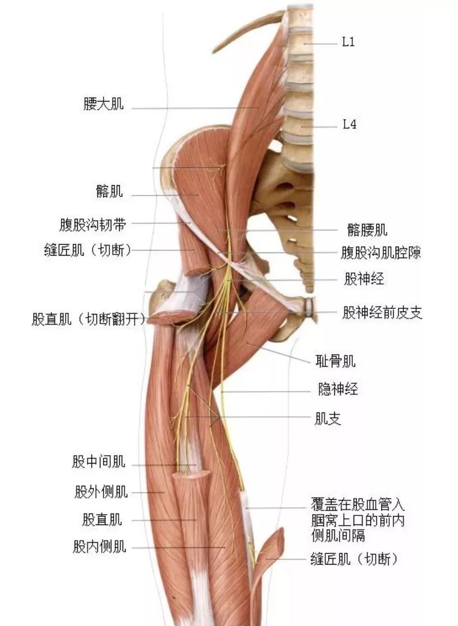 腰大肌——腎虛腰痛與腰大肌的對應關係（附康復手法） 健康 第7張