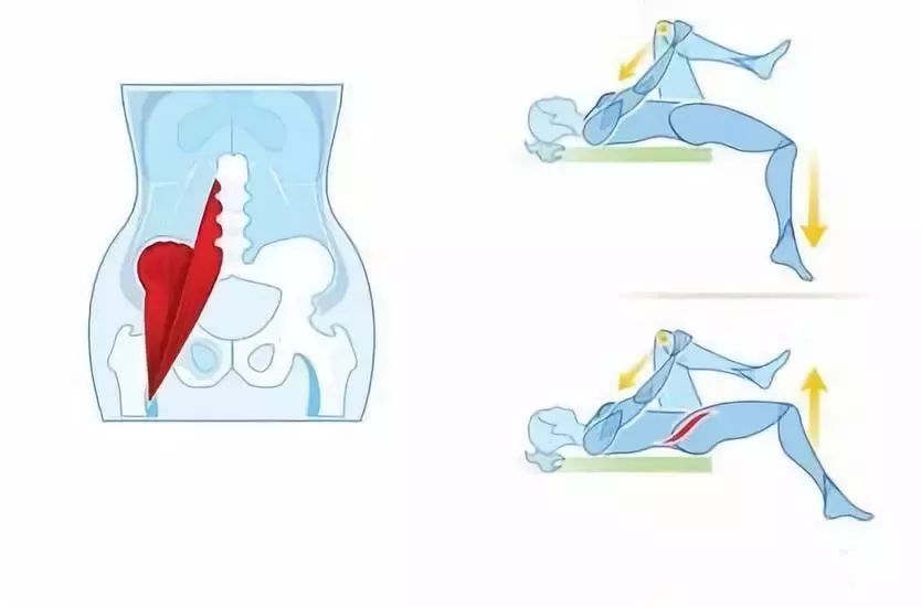 腰大肌——腎虛腰痛與腰大肌的對應關係（附康復手法） 健康 第17張