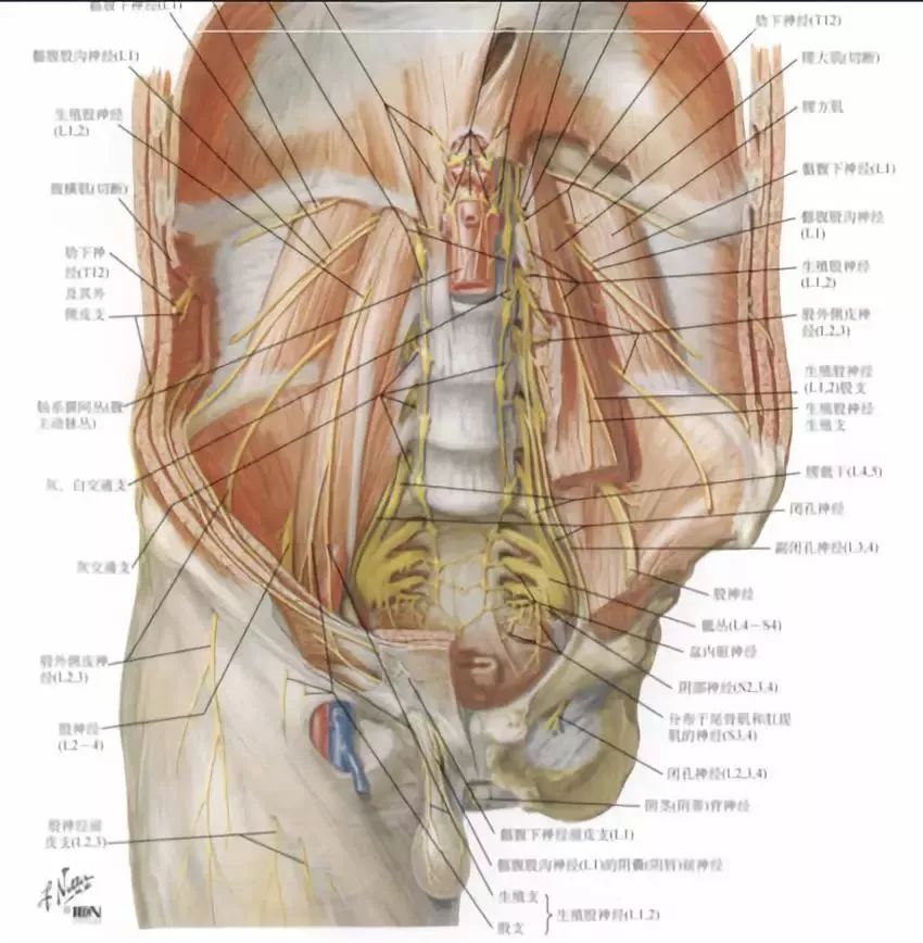 腰大肌——腎虛腰痛與腰大肌的對應關係（附康復手法） 健康 第6張