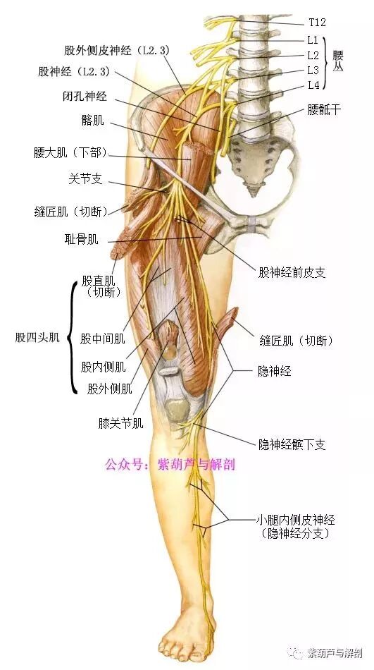 解剖 股神经和闭孔神经 康复学园 微信公众号文章阅读 Wemp