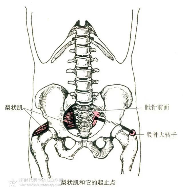 人體肌肉解剖套圖建議收藏