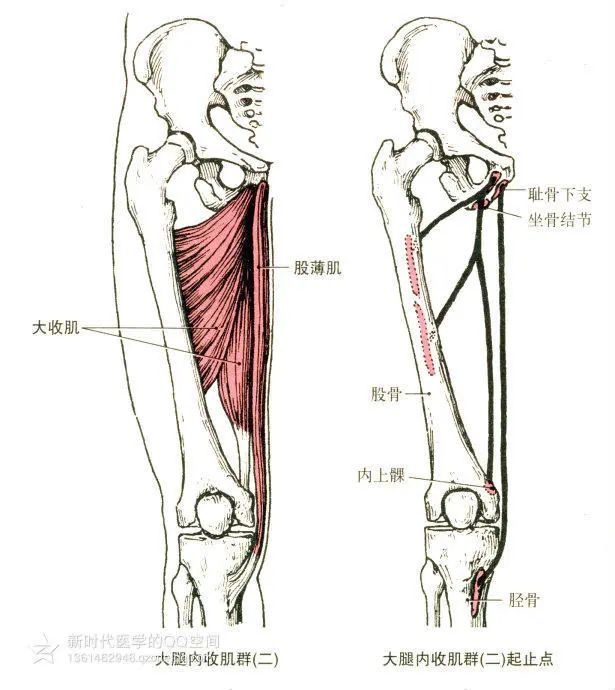 小腿三頭肌部位:小腿後部.包括