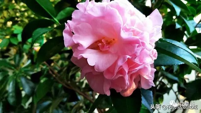 花盆里长小黑飞 小虫子怎么办 告诉你个预防的小方法 跟我学养花 微信公众号文章阅读 Wemp