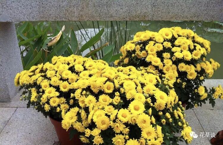 三种适合家庭养的菊科花卉 开出的花五颜六色 给点土和水就能活 花草谈 微信公众号文章阅读 Wemp