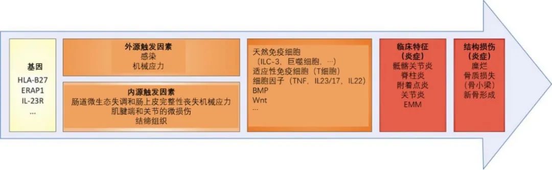 一文读懂中轴型脊柱关节炎的流行病学、诊断与治疗