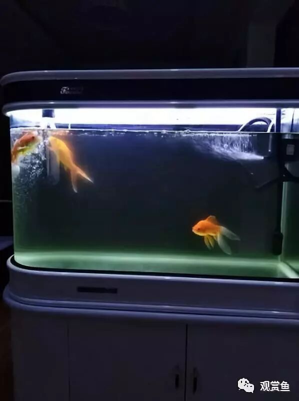 如何建立一个完整 稳定的养鱼硝化系统 观赏鱼 微信公众号文章阅读 Wemp