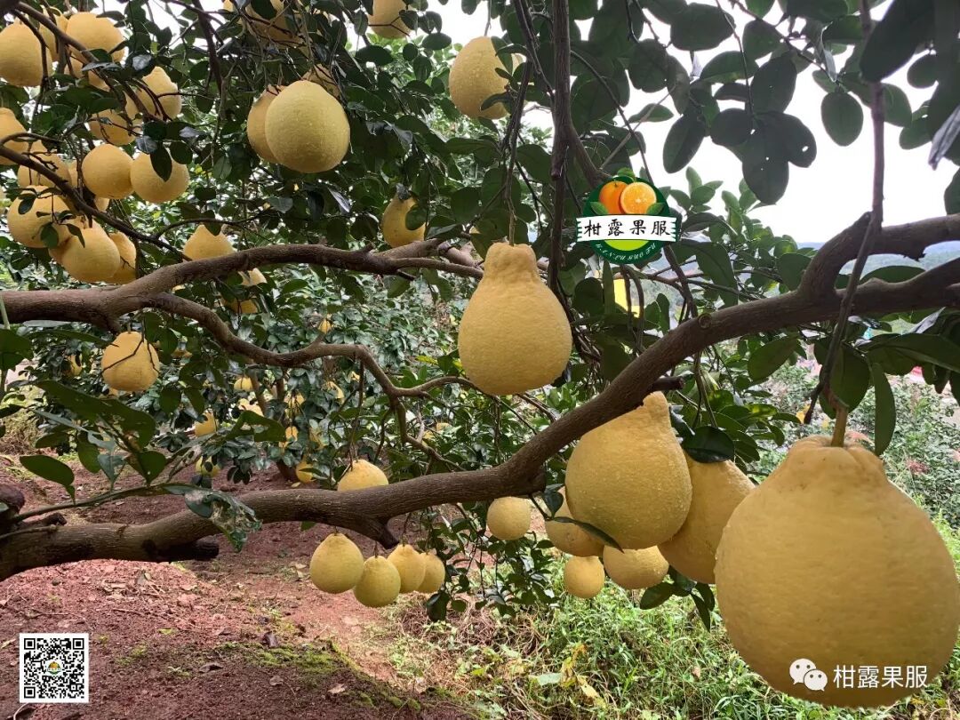 容县沙田柚香飘全国 柚子品质优越的秘诀你知道吗 广西垂青生物科技有限公司官方网站